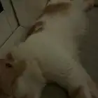 قطه للتبني