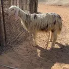 خروف فاخر للبيع