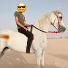 فرس شعبية للبيع