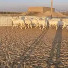 غنم حريات دفيع 11 راس