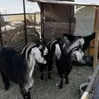 معزاء مراح للبيع