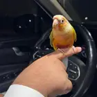 طائر كنيور اناناس للبيع