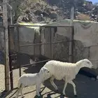 رخل جذعه تحتها رخل م شاء الله