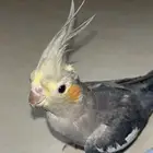 كروان انثى للانتاج