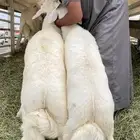 خرفان