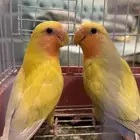 ببغاء روز ألوان جميله (تم البيع )