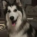 كلب هاسكي للبيع