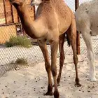 قعود حليب وبرسيم وشعير