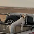 سلقه