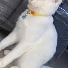 قطه للبيع