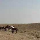 حصان عربي شعبي