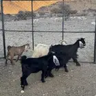 جفار عوارض ثنيه ورباع 2 معها 4 بهمها ذبايح مشاءالله