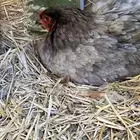 دجاج براهما شبك