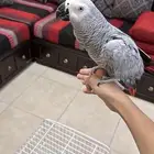 كاسكو اليف