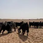 للبيع معزا 30دفيع