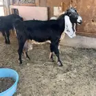 عنز عارضيه مضرع ديوسه مهي سليمه