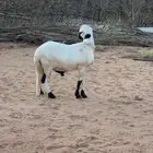 ساكني طيب