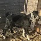 تيس للبيع