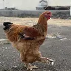 دجاج براهما بوف