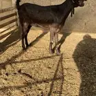 عنز شاميه دافع