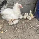 دجاج