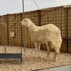 رخل صنف الصنف دافع شرط