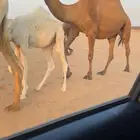 القحه صفرا رمانيه