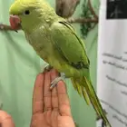فرخ درة غر حجم مميز ماشاء الله