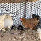 دجاجه مفرخه للبيع تحتها 6