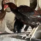 ديك بكستاني