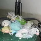 روز وكنيور غر الوان حلوه