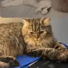قطط للتبني
