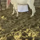 للبيع جفره هولنديه خصم