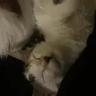 قطه صغيره لتبني