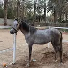 مهره