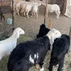 طلي نجدي كفو