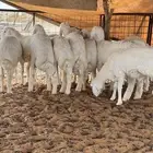 بهم حري للبيع