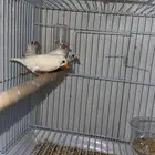 3 اناث وذكر زيبرا (تم البيع)