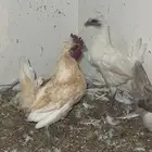 صوص حباحب كويتي