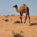 بكره بنت قناد الاحيمر