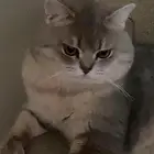 قط سكوتش لتبني