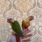 فروخ كنيور ريد فاكتور