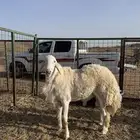 طلي ثني