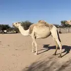 ناقه كفو مموت