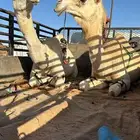 دنا ونش هدروليك متواجد بالقرية العليا