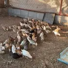 8دجاج  1ديك  100فروخ صيصان