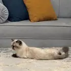 قطه هاف بيكي فيس