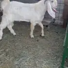 للبيع تيس مغلققق