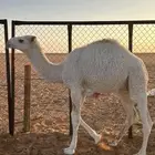 قعود تحت امه يرضع العمر 6 شهور