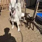 عنز خصم تحتها 3